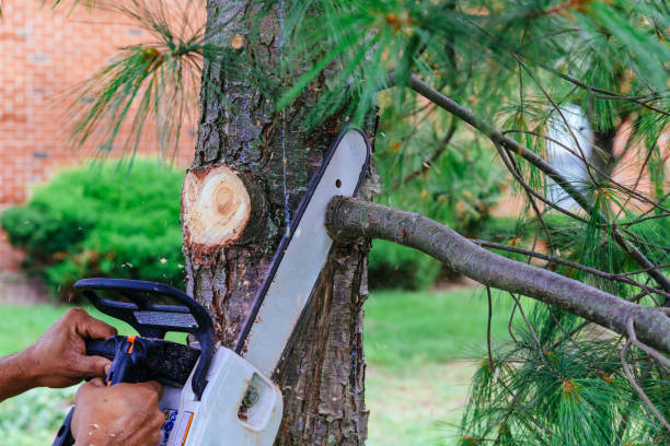 Large Tree Removal